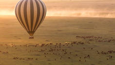 hot air balloon above herd of wildebeest